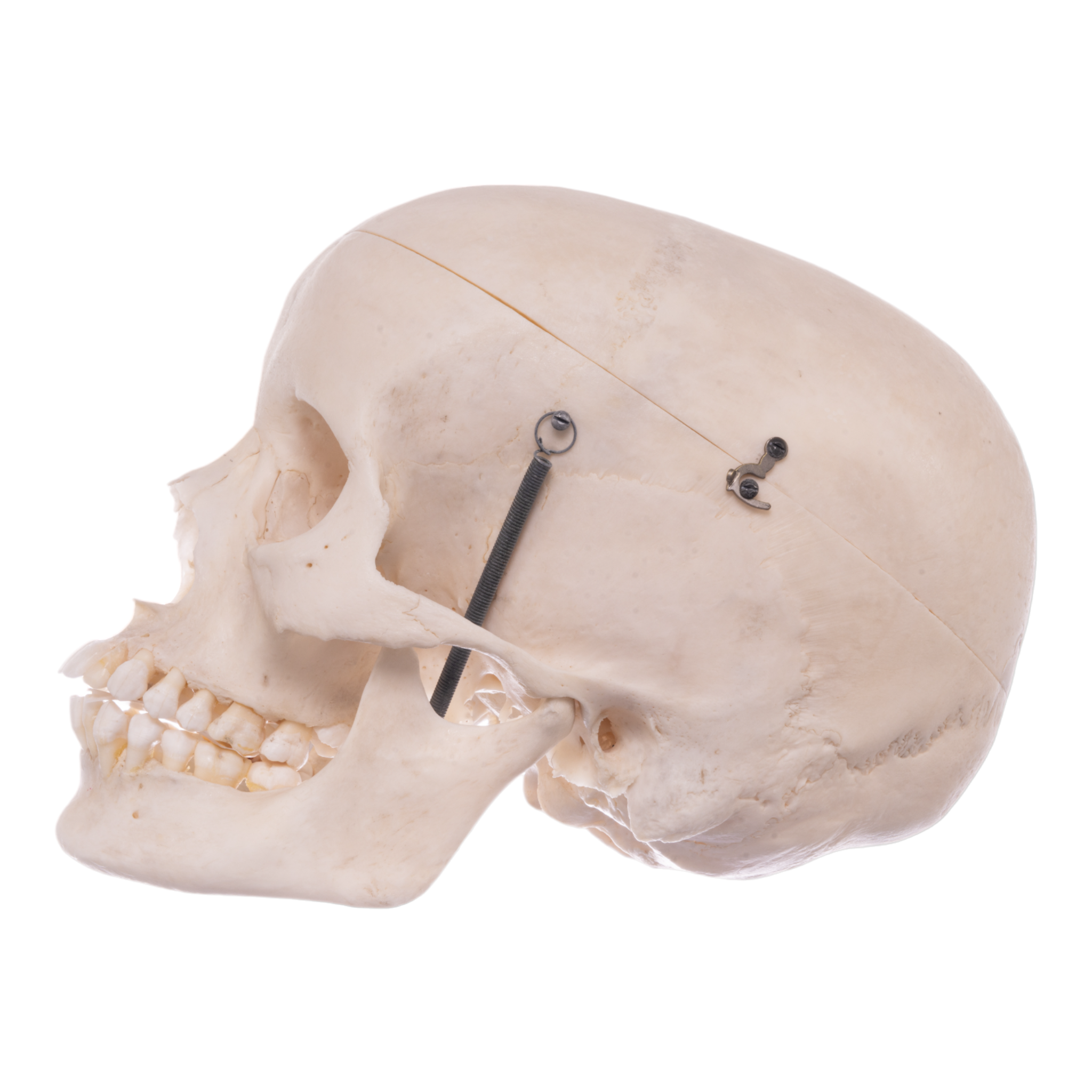 Real Human Skeleton - Articulated Antique — Skulls Unlimited International,  Inc.