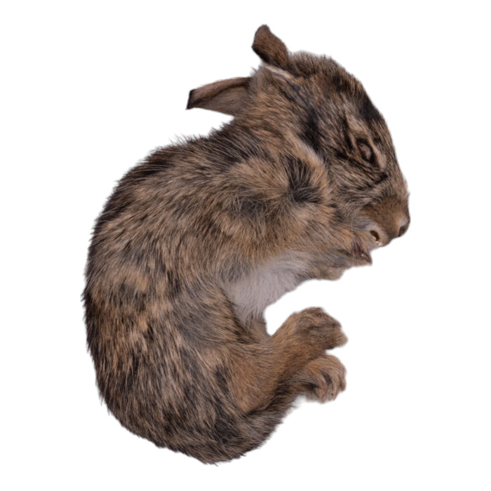 Real Freeze-dried Cottontail Rabbit - Juvenile