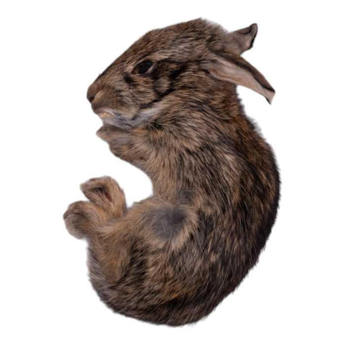 Real Freeze-dried Cottontail Rabbit - Juvenile