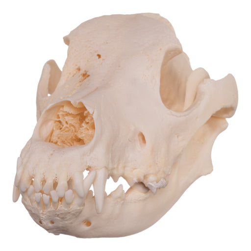 Real Domestic Dog Skull - Pathology