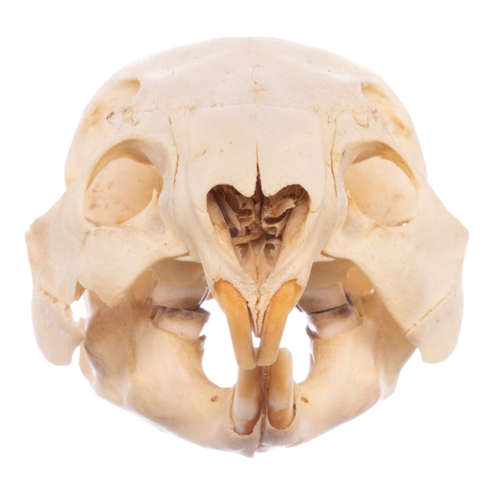 Real Paca Skull - Immature