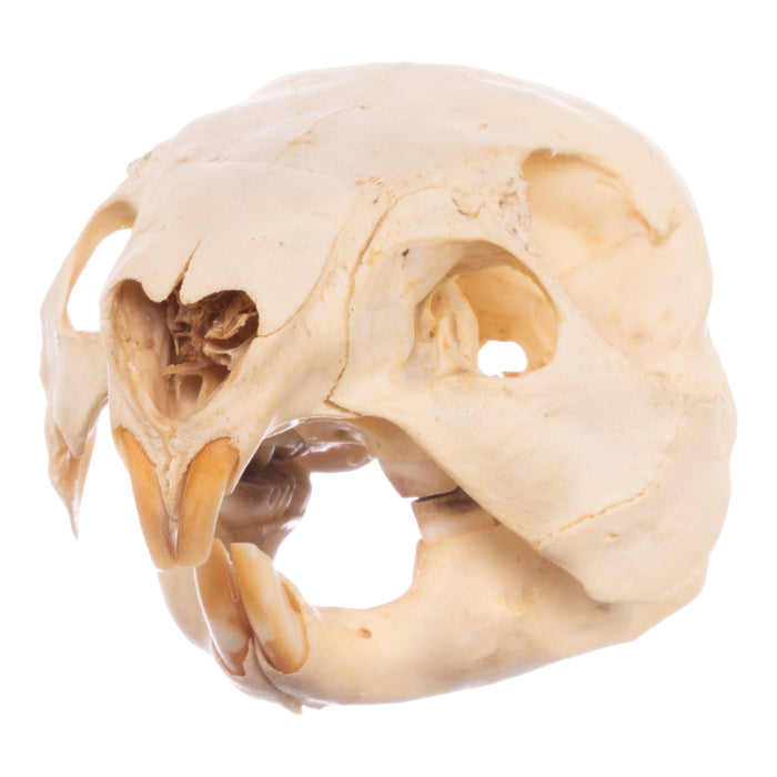 Real Paca Skull - Immature