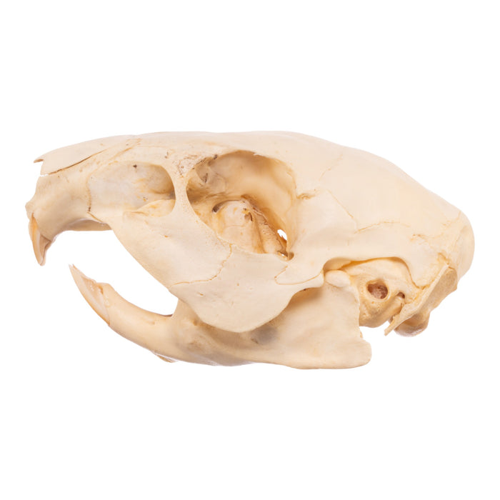 Real Paca Skull - Immature