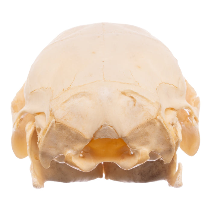 Real Paca Skull - Immature