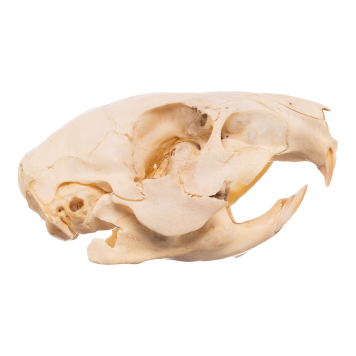 Real Paca Skull - Immature