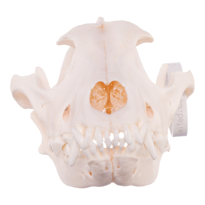 Real Domestic Dog Skull - Chow Chow