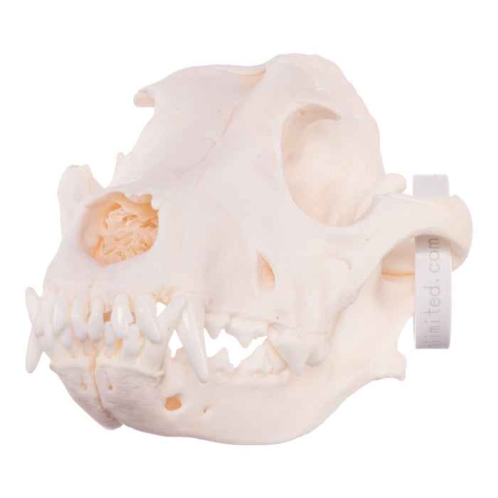 Real Domestic Dog Skull - Chow Chow