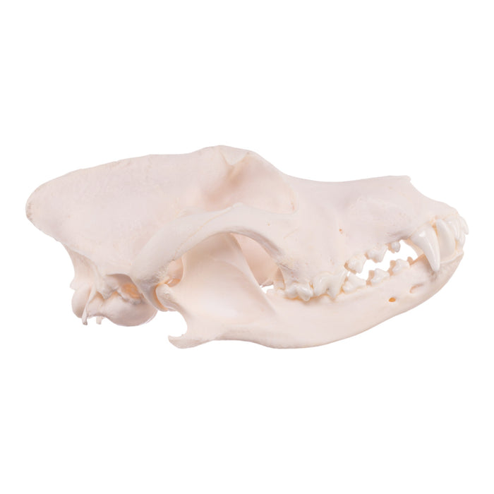 Real Domestic Dog Skull - Chow Chow