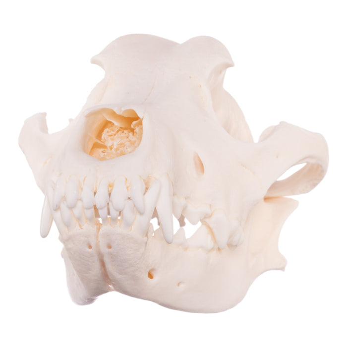 Real Domestic Dog Skull - Rottweiler