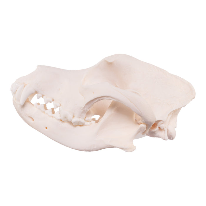 Real Domestic Dog Skull - Rottweiler