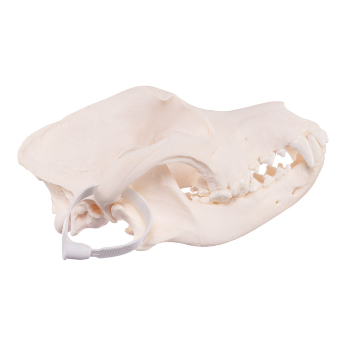 Real Domestic Dog Skull - Rottweiler