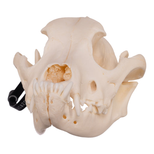 Real Domestic Dog Skull - Boxer