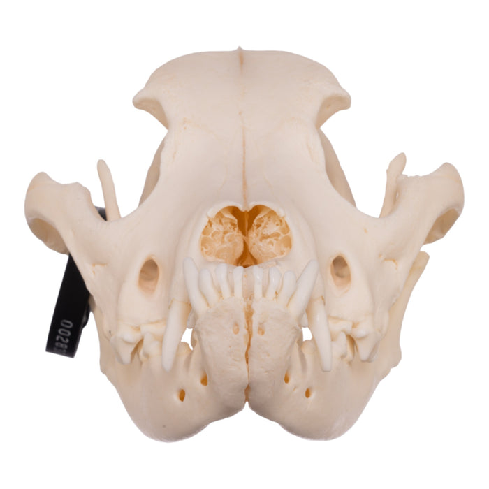 Real Domestic Dog Skull - Boxer