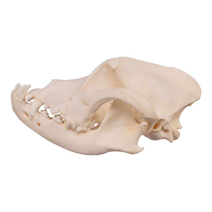 Real Domestic Dog Skull - Boxer