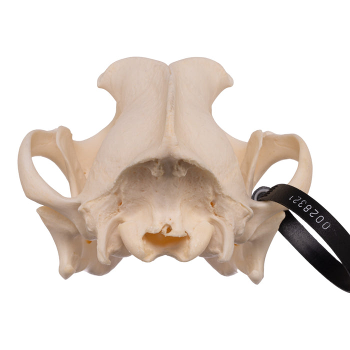 Real Domestic Dog Skull - Boxer