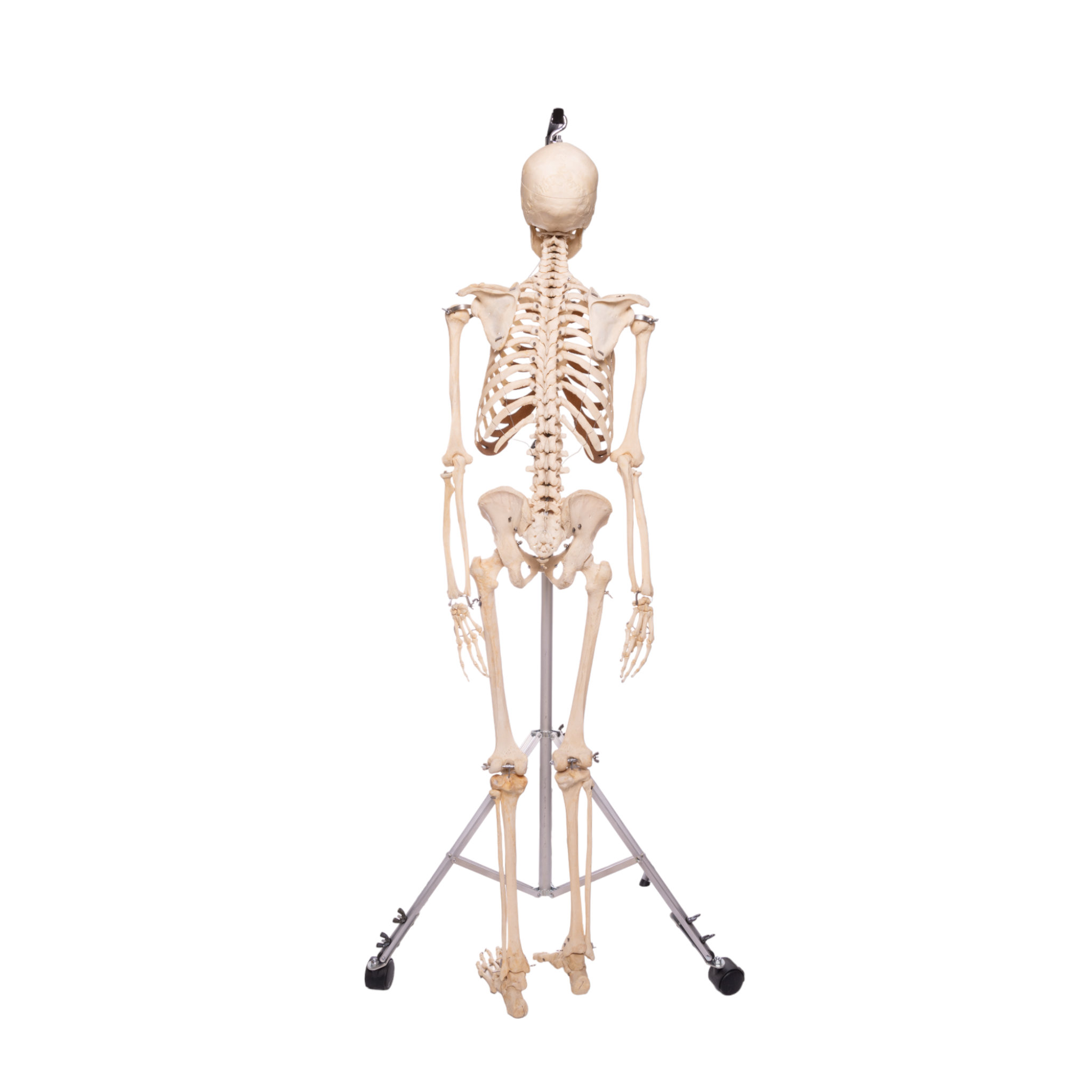 Real Human Skeleton - Articulated Antique — Skulls Unlimited