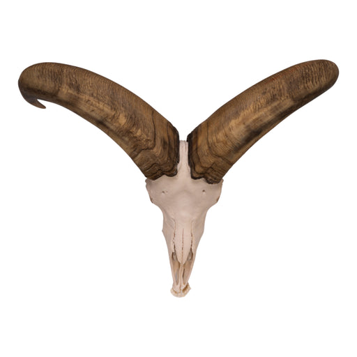 Real Aoudad Skull