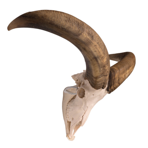 Real Aoudad Skull