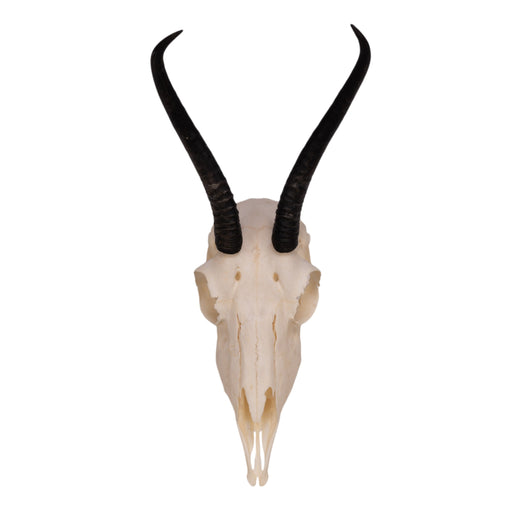 Real Springbok Skull - Female