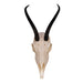 Real Springbok Skull - Female