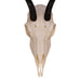 Real Springbok Skull - Female