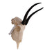 Real Springbok Skull - Female