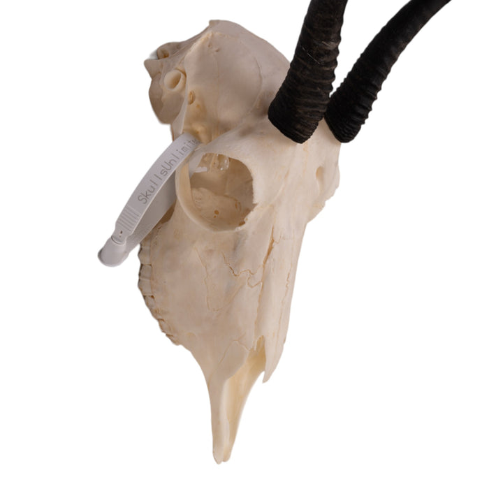 Real Springbok Skull - Female