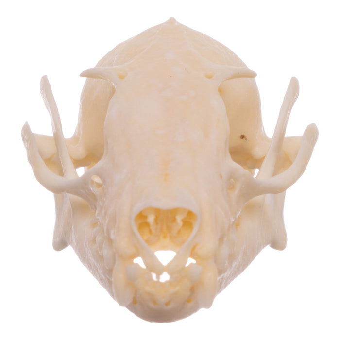 Real Egyptian Fruit Bat Skull