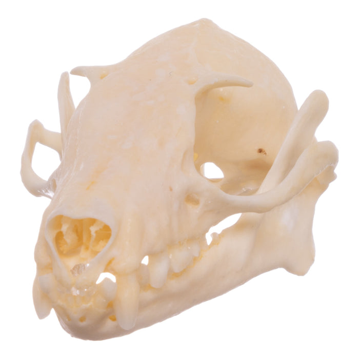 Real Egyptian Fruit Bat Skull