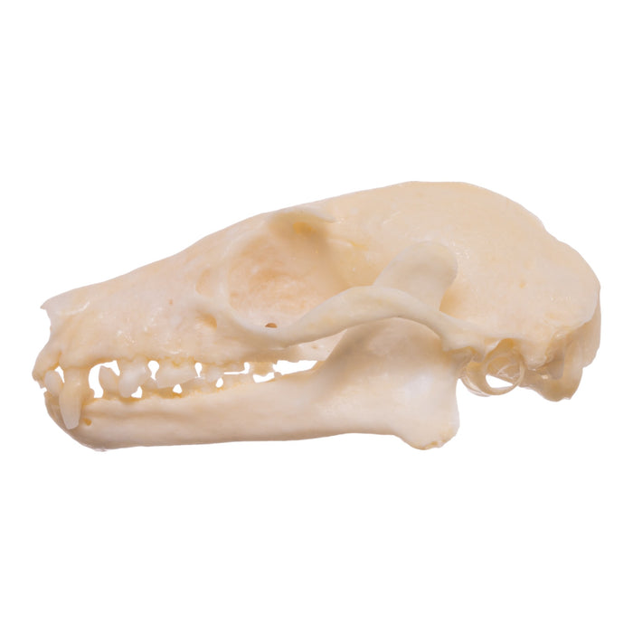 Real Egyptian Fruit Bat Skull