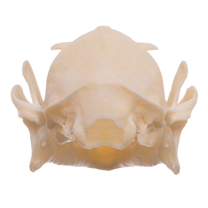 Real Egyptian Fruit Bat Skull