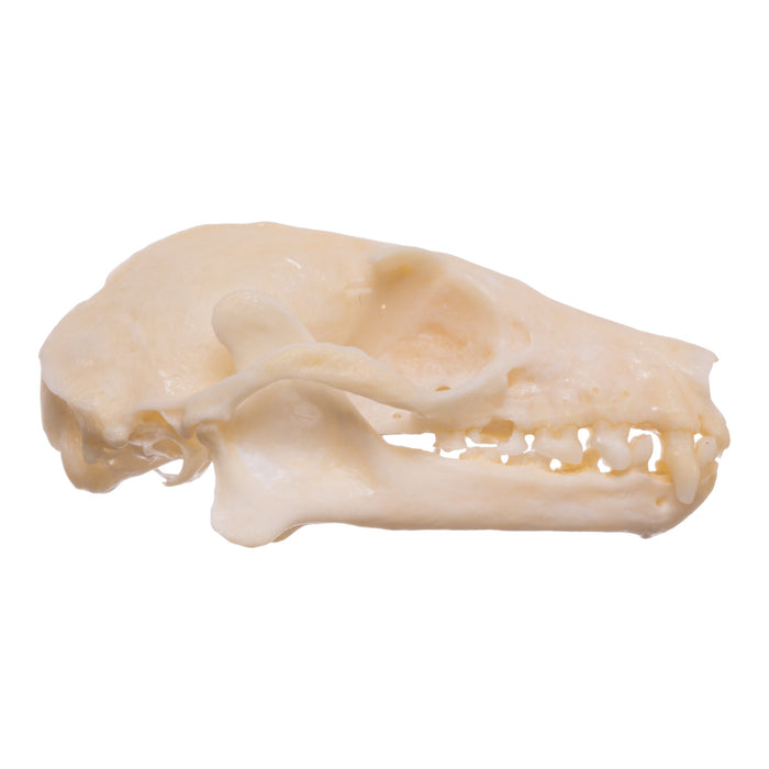 Real Egyptian Fruit Bat Skull