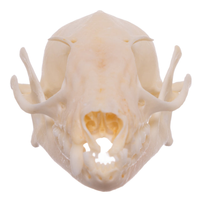 Real Egyptian Fruit Bat Skull