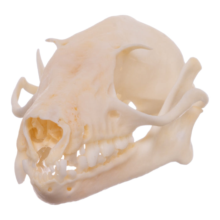 Real Egyptian Fruit Bat Skull