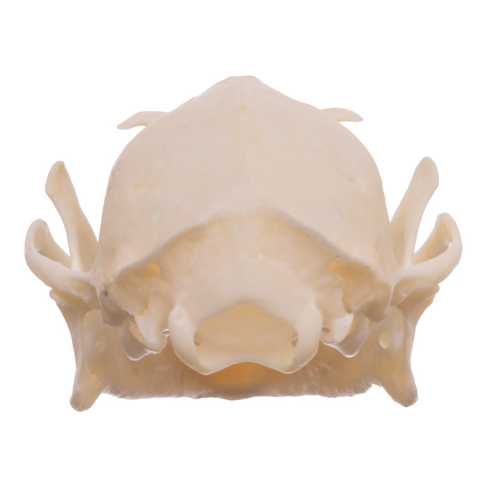 Real Egyptian Fruit Bat Skull