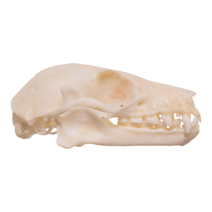 Real Egyptian Fruit Bat Skull