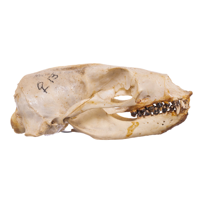 Real California Sea Lion Skull - Female