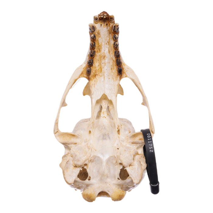 Real California Sea Lion Skull - Female