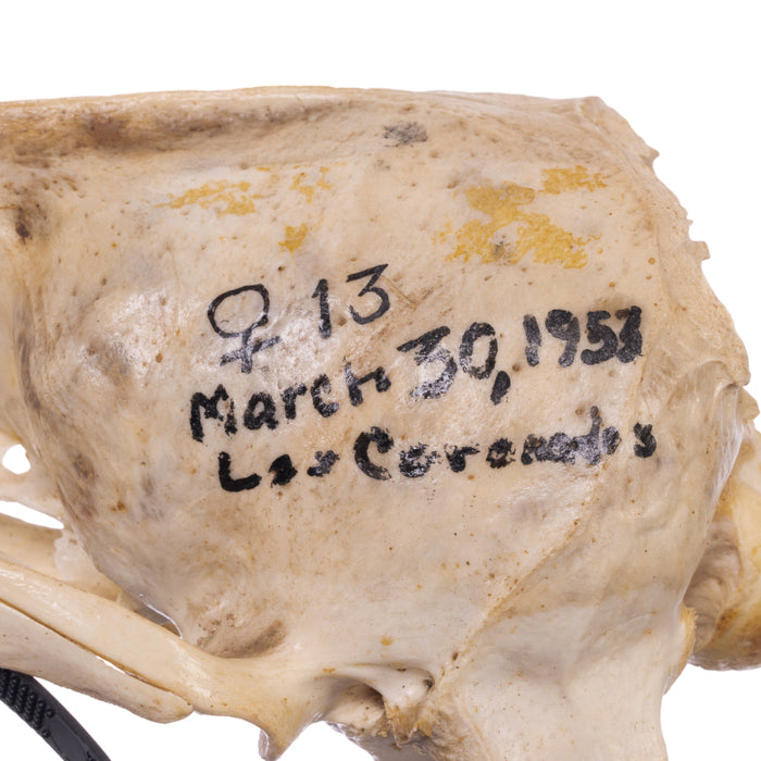 Real California Sea Lion Skull - Female