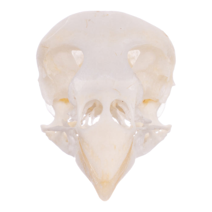 Real Canary Skull