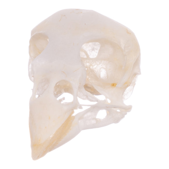 Real Canary Skull