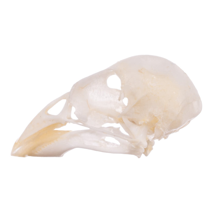 Real Canary Skull