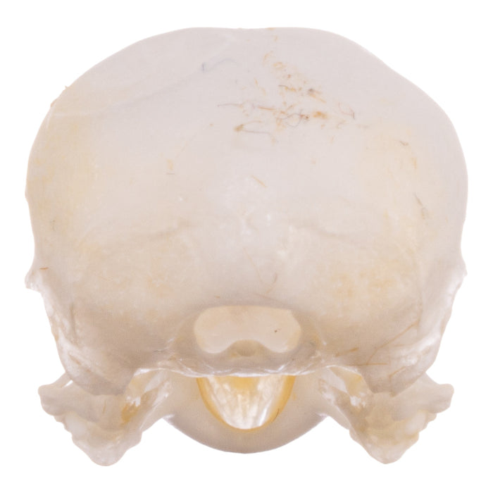 Real Canary Skull