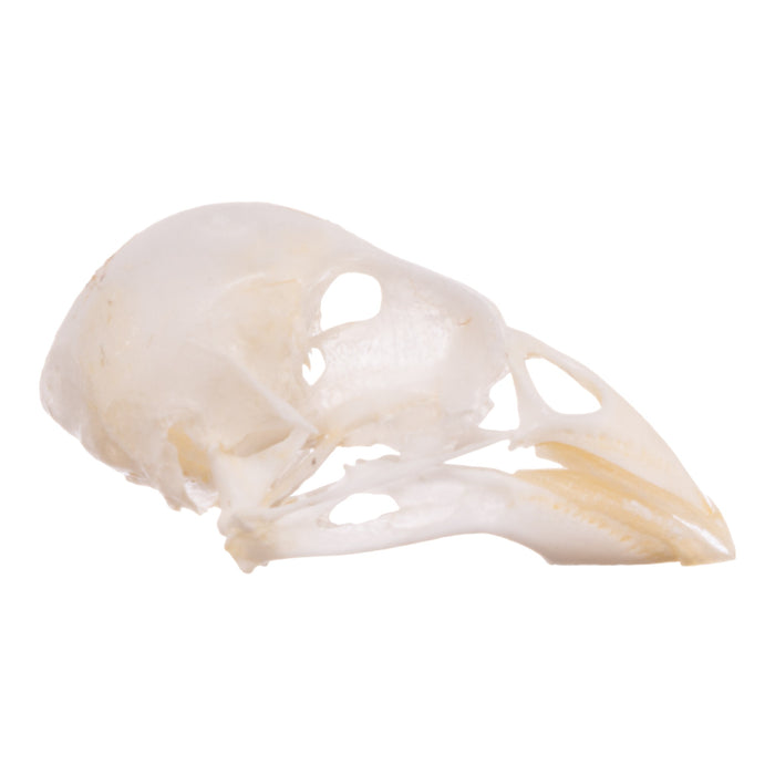 Real Canary Skull