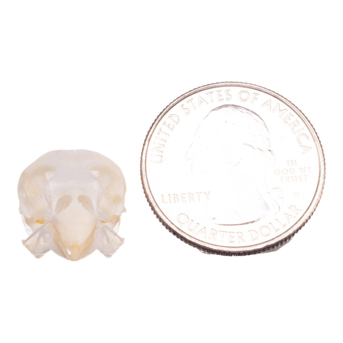 Real Canary Skull