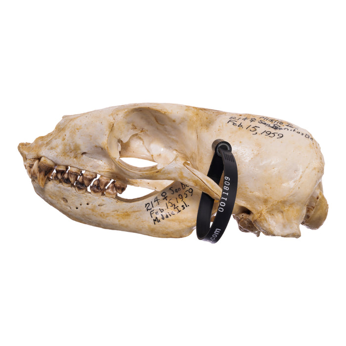 Real California Sea Lion Skull - Female