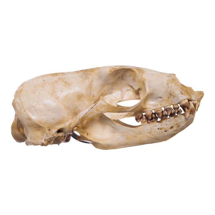 Real California Sea Lion Skull - Female