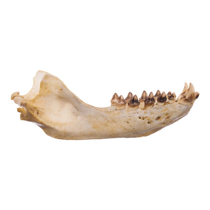 Real California Sea Lion Skull - Female