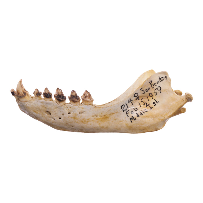 Real California Sea Lion Skull - Female