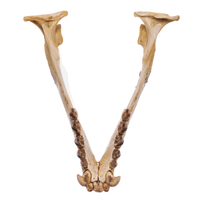 Real California Sea Lion Skull - Female